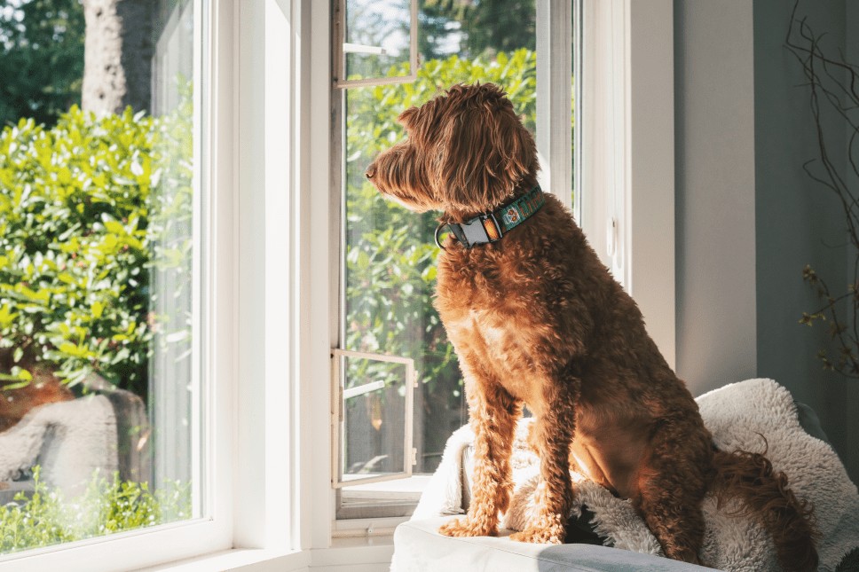 Best Roller Shade Fabrics for Homes With Pets: Claws, Drool & Dust